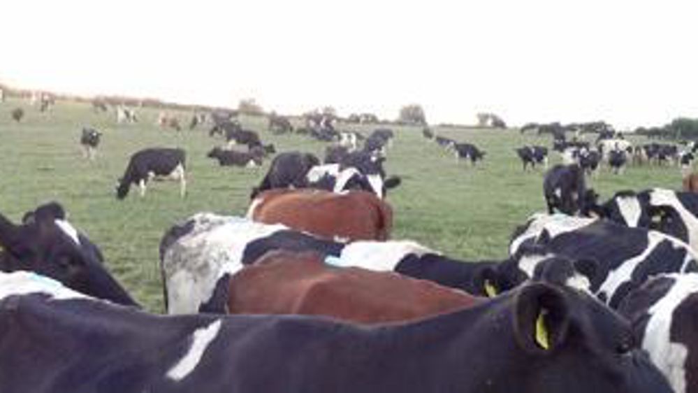 Pâturage.Les troupeaux pâturent entre 6 et 9 mois par an, voire toute l’année pour certains lots de génisses. Jocelyn Fagon 